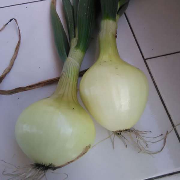 Cebola com rama Bio