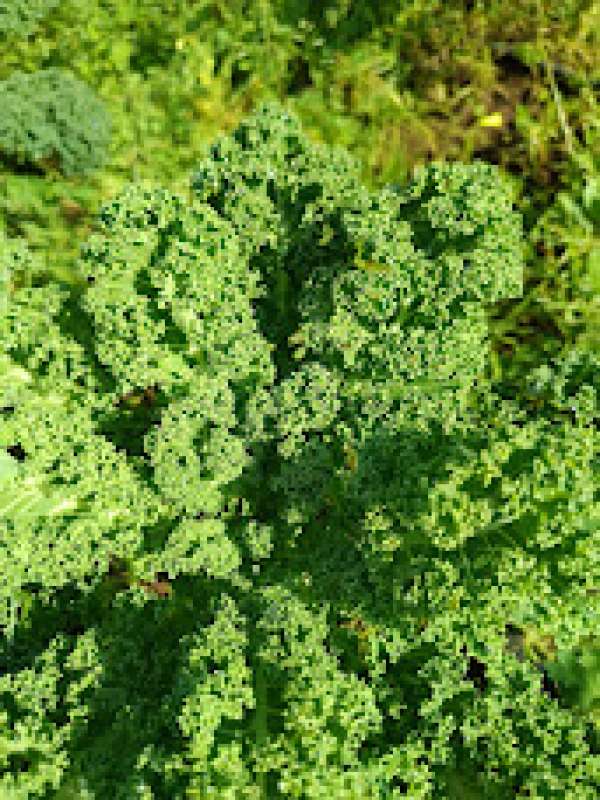 Couve Kale Verde Bio, 300 g