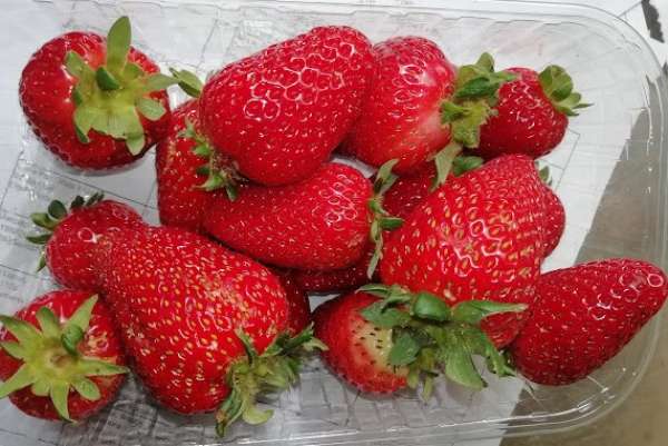 Morangos Bio, 500g