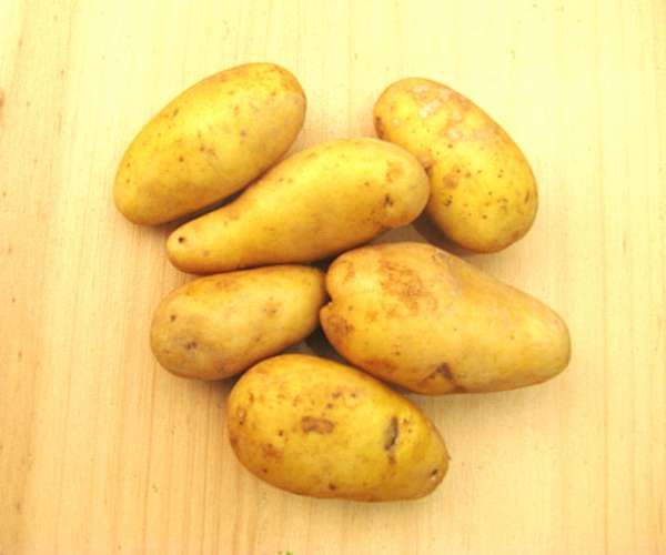 Batata Branca Bio