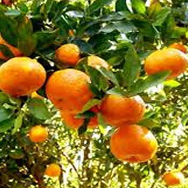 Tangerina Bio