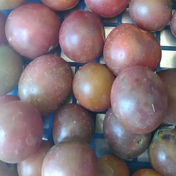 Tomate Cereja Roxo Bio