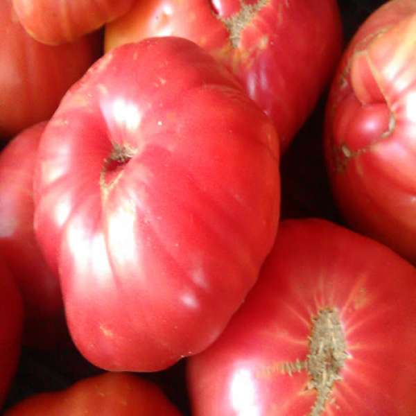 Tomate Rosa Bio