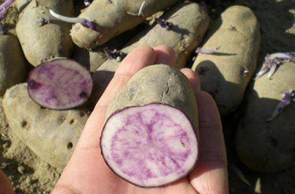 Batata Violeta Bio