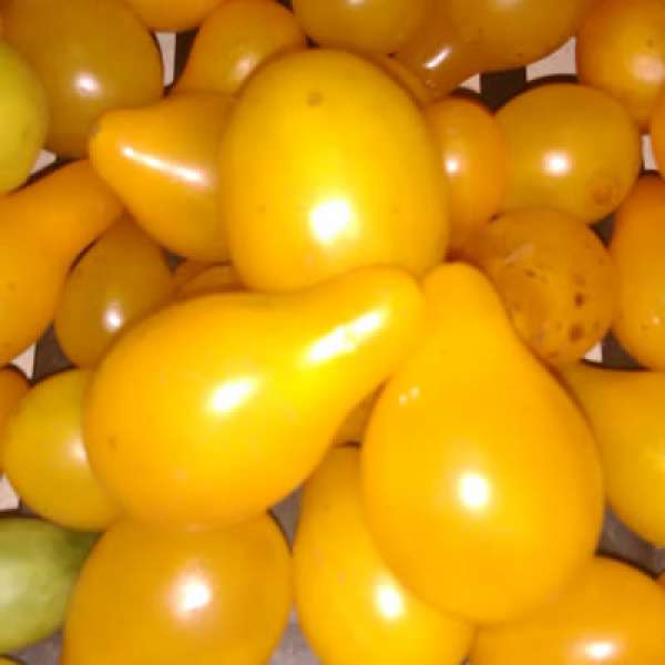 Tomate Pera Amarelo Bio
