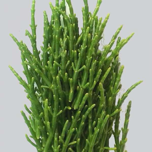 Salicórnia Bio, 100 g