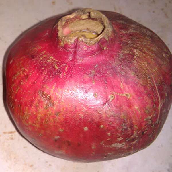 Romã Bio