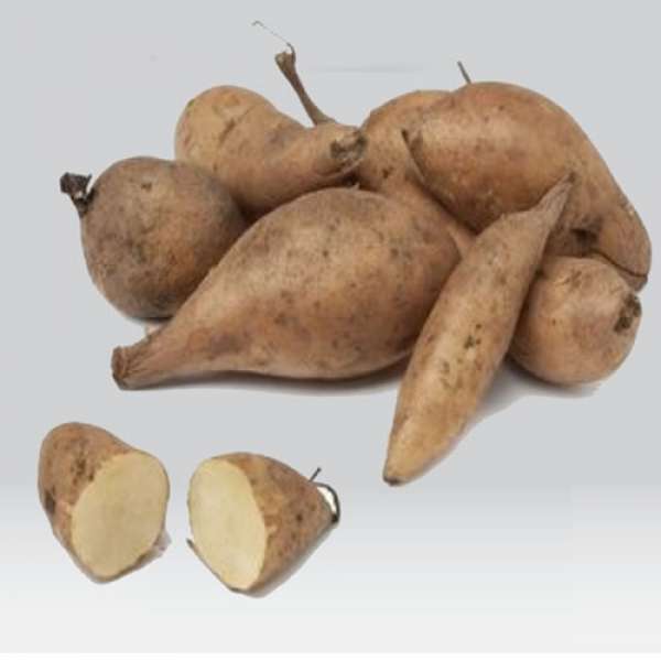 Yacon Bio