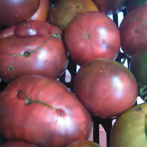 Tomate Negro Crimeia Bio