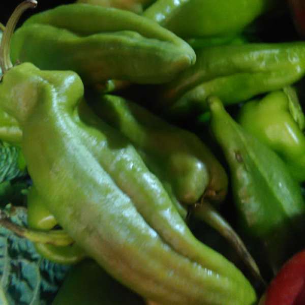 Pimento Italiano Bio