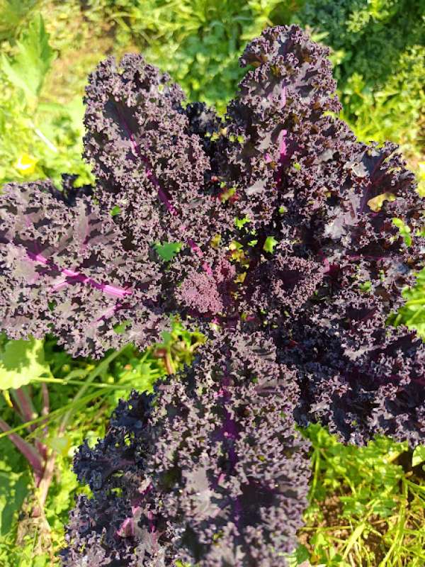 Couve Kale Roxa Bio, molho 300 g 