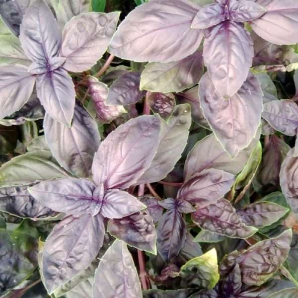 Manjericão Roxo Bio 70g
