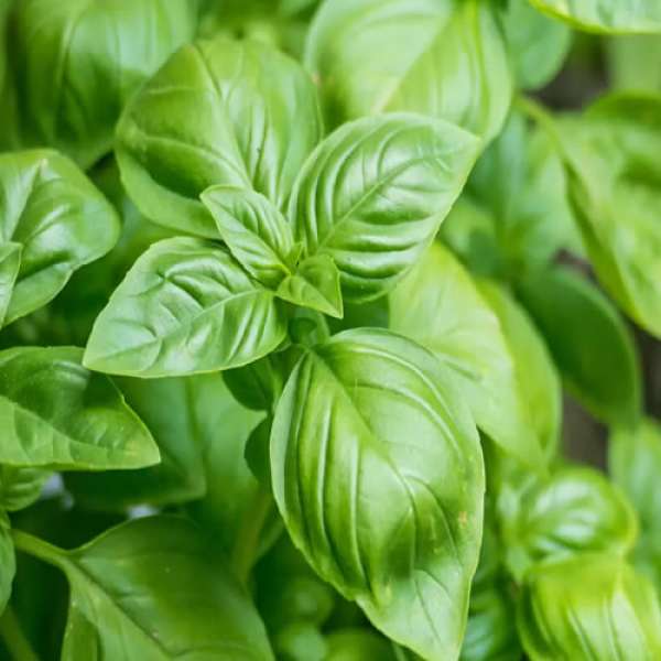 Manjericão Verde Bio 70g