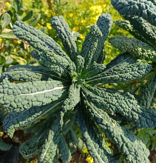 Couve Toscana Bio 300g