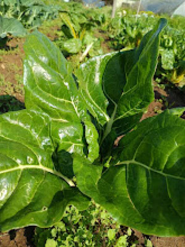 Acelga Verde Bio molho 350g