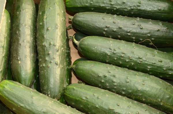 Pepino Bio