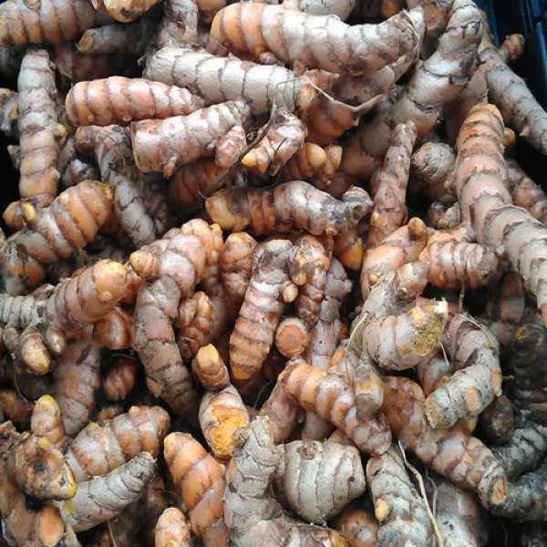 Curcuma Bio