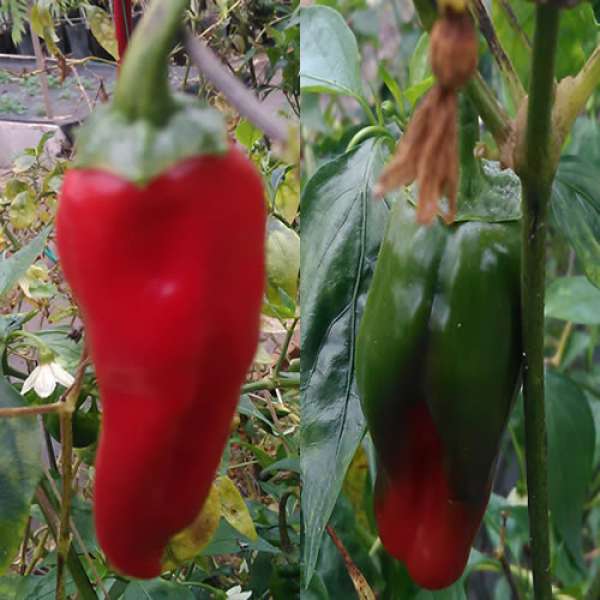 Pimento Padrão Bio